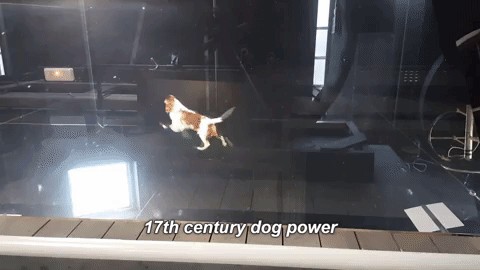 Animated display of dog in wheel