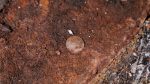 A small corroded brown coin on a rusty surface