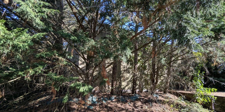 A barely visible concrete building behind dense fir trees