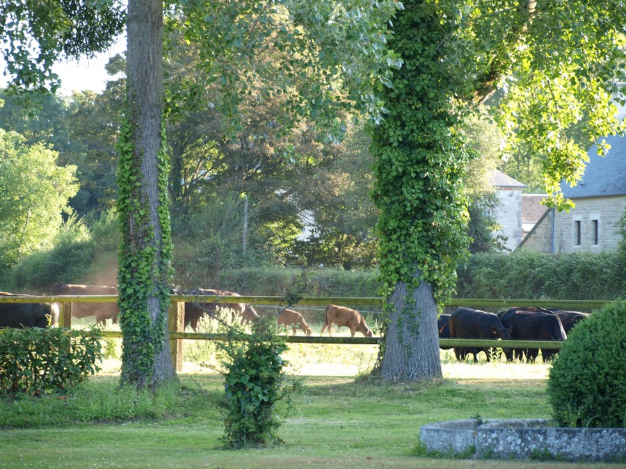 Cows grazing in evening sunlight