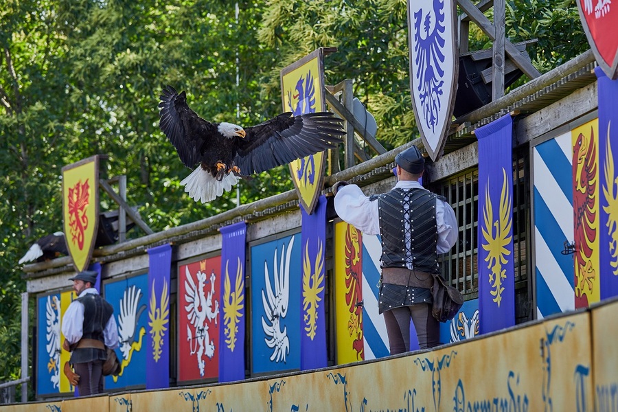 A large eagle about to land on a falconer's outstretched arm