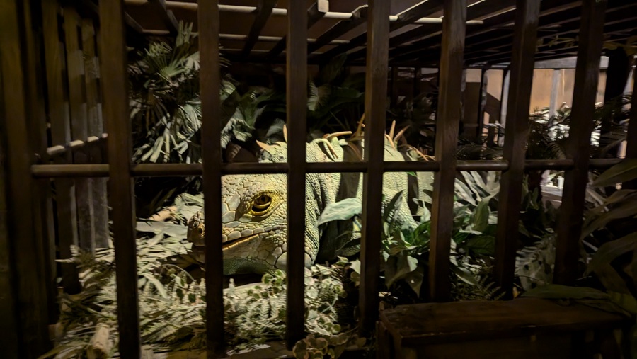 A large lizard in a wooden cage