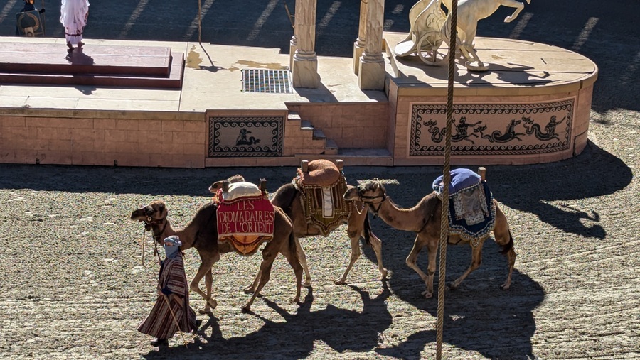 a pair of camels paraded