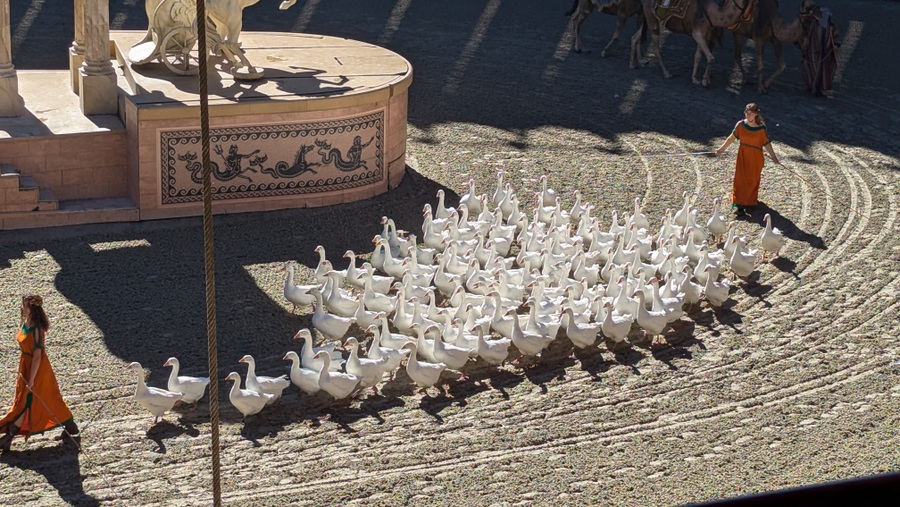 A herd of geese paraded in the amphitheatre