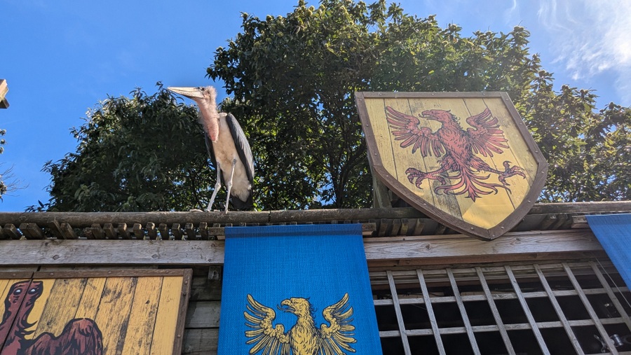 A large bird with a scraggy neck perches on top of a shed