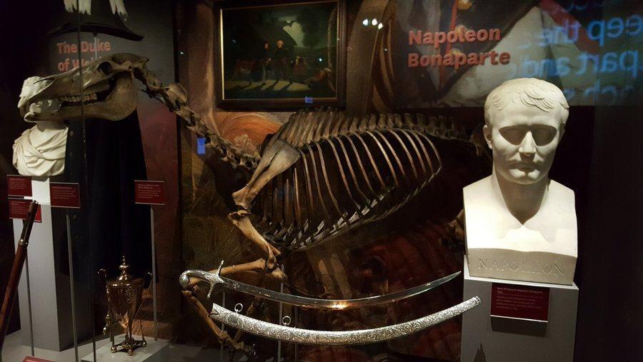 Marengo skeleton displayed at the National Army Museum, London
