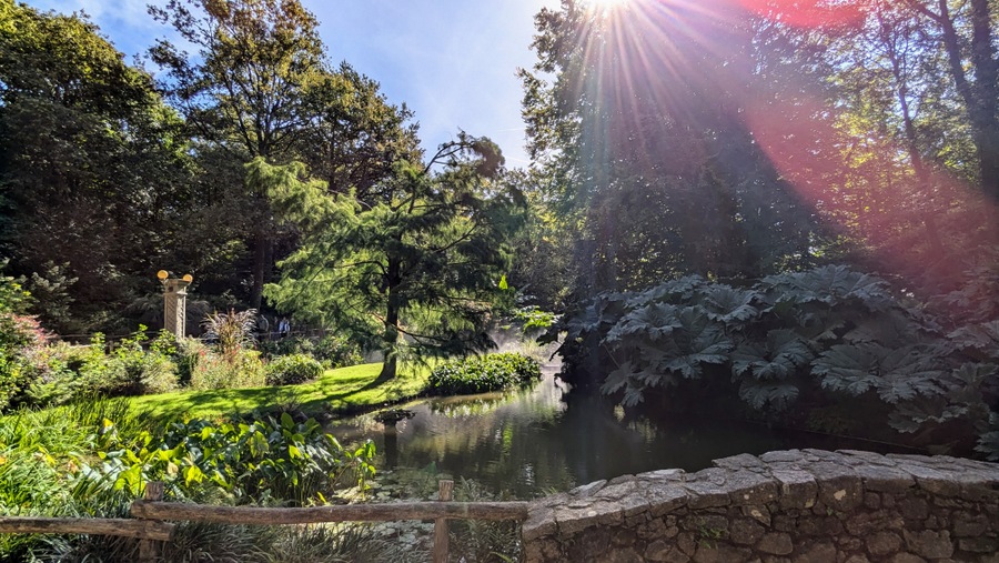 The morning sun streams through trees surrounding a small stream